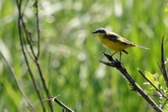 Bergeronnette printanière