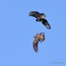 Buse Variable