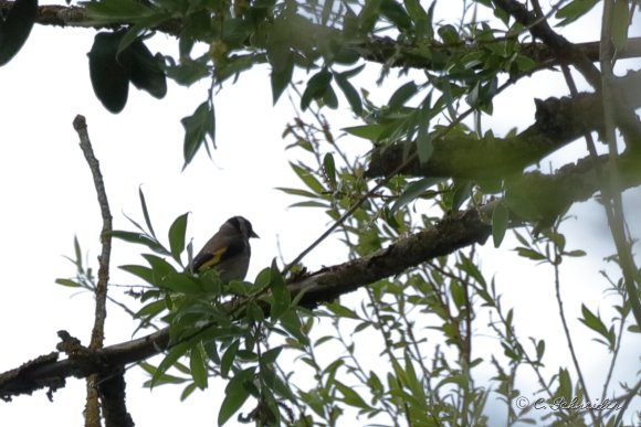 Chardonneret Élégant