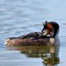 Grebe hupée
