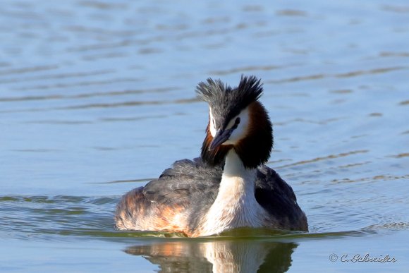 Grebe hupée
