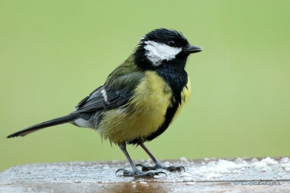 Mésange charbonière