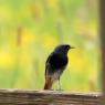 Rougequeue Noir