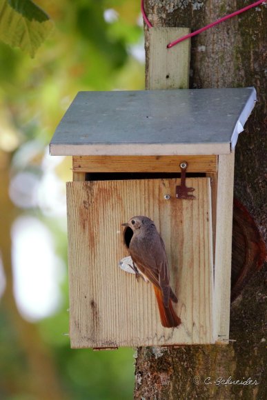 Rougequeue à front blanc