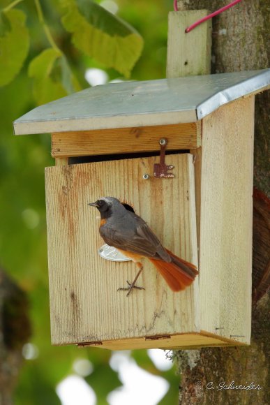 Rougequeue à front blanc